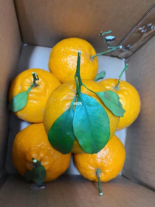 吃丑橘会胖吗
