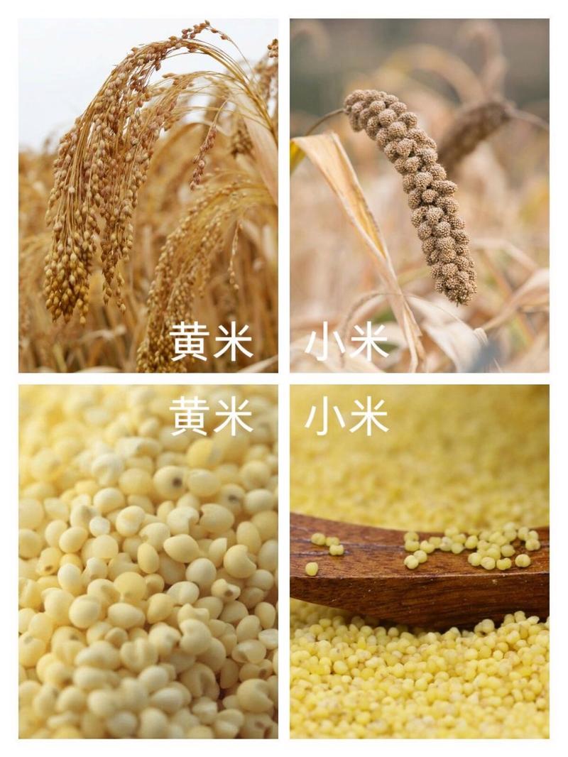 小米是大米的一种吗蚂蚁庄园