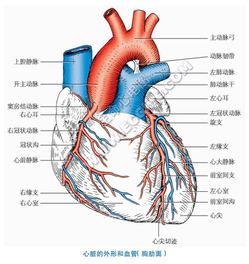 心脏解剖结构图