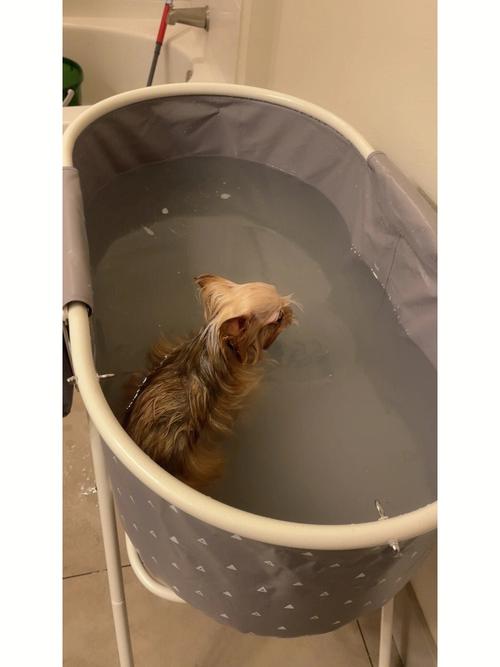 猫怎么洗澡
