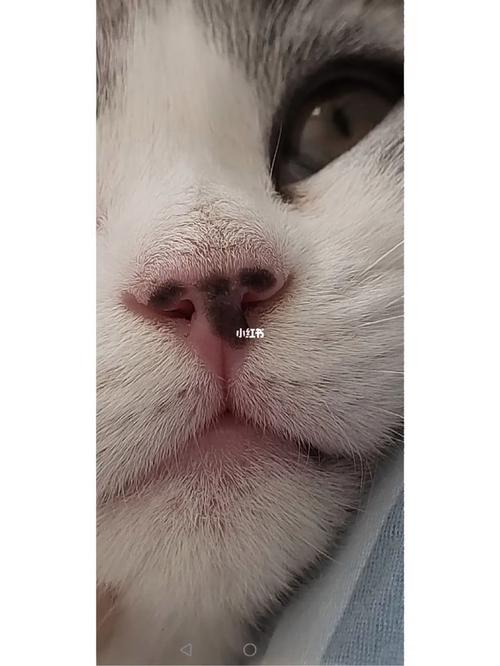 猫鼻子干怎么回事而且有异物