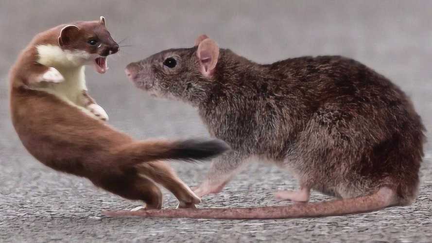 老鼠的天敌