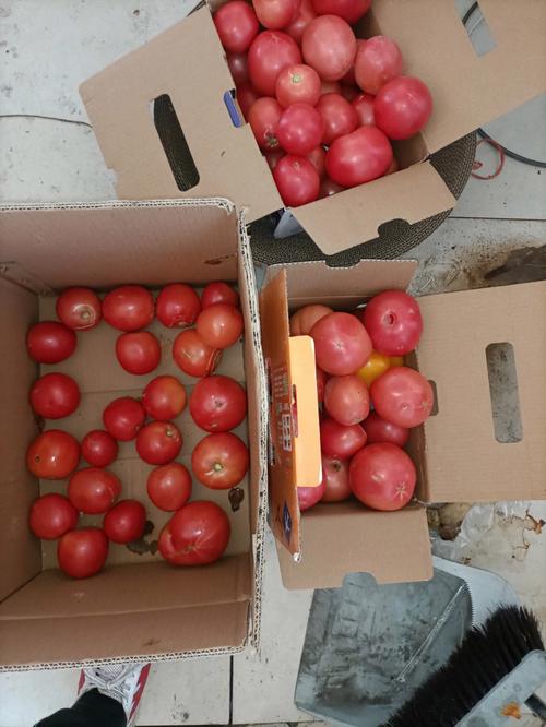 西红柿能放冰箱吗