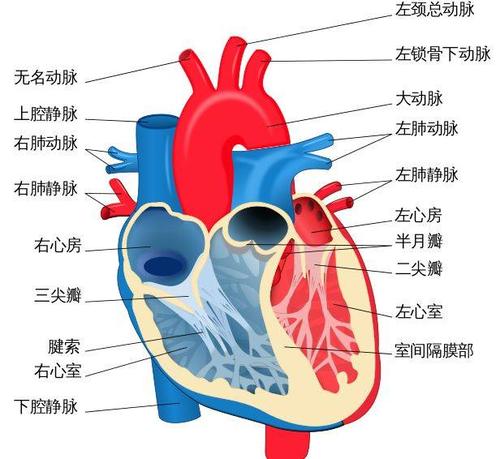 心脏解剖结构图的相关图片