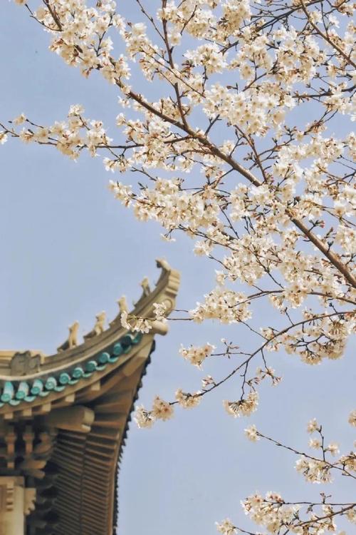 武汉大学樱花的相关图片