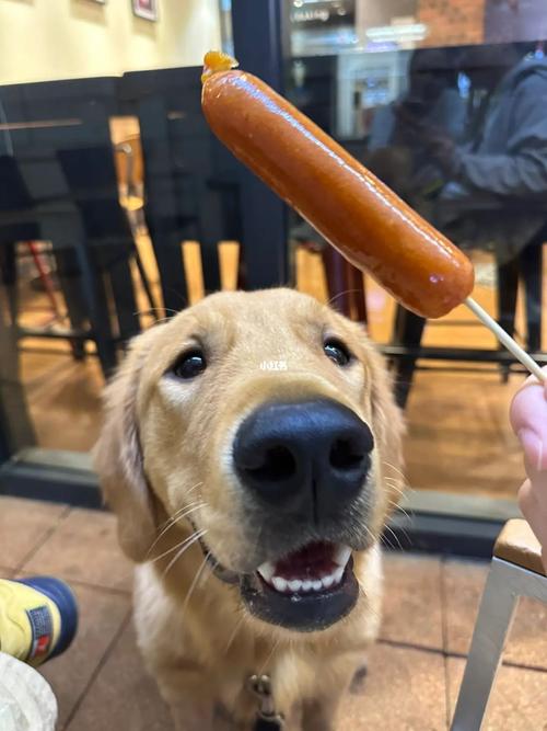 狗可以吃火腿肠吗的相关图片