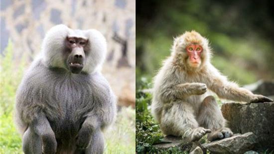 猩猩和狒狒的区别的相关图片