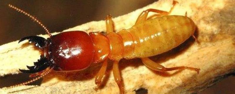 蚂蚁在家迷信说法的相关图片