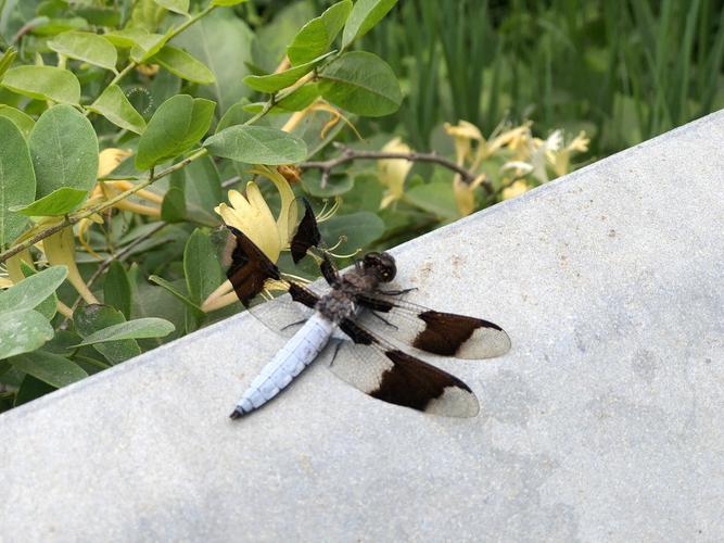 黑蜻蜓有毒吗的相关图片